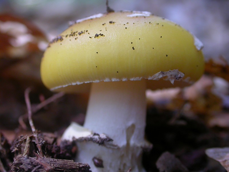 Wild Fungi 2.JPG